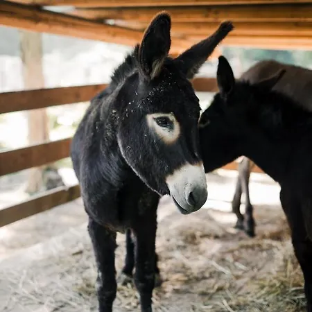 Ma Che Bel Castello *