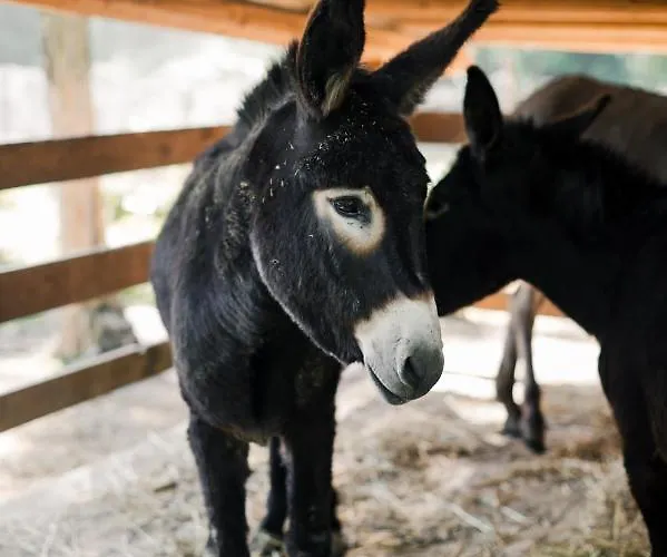 Ma Che Bel Castello *