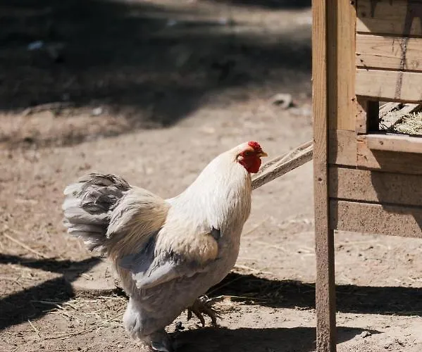 ファームステイ Ma Che Bel Castello